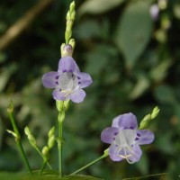 Strobilanthes cordifolia (Vahl) J.R.I.Wood